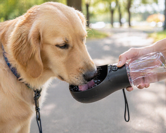 Keep Your Dog Hydrated Anywhere — No More Dirty Public Bowls